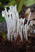 Monotropa uniflora buds.jpg