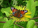 Butterfly on the flower.JPG