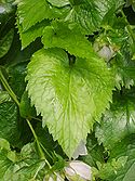 Campanula punctata 04.JPG