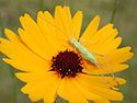 Coreopsis7222.jpg