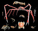 Crustacea.jpg