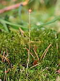 Moneses uniflora.jpeg