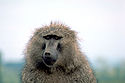 Olive baboon.jpg