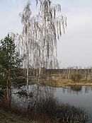 Birch aa.jpg