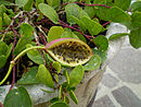 Capparis fruit.JPG
