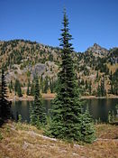 SubalpineFir 7458.jpg