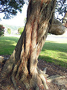 Pohutu1214.jpg