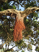 PohutuAerialroot.jpg