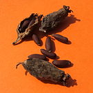Semi Chimonanthus praecox.jpg