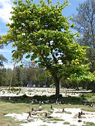 Starr 080609-7899 Terminalia catappa.jpg