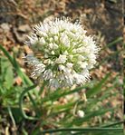 Allium nutans inflorescence2.JPG