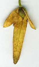 Carpinus seed.jpg