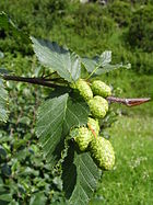 Alnus fruits.jpg
