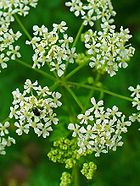 Conium maculatum 002.JPG