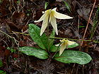 Erythronium oregonum 01193.JPG