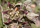 Fritillariapinetorum.jpg