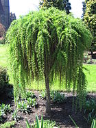 Larix decidua Repens 02.jpg