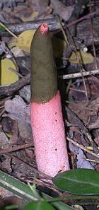 Mutinus caninus.jpg