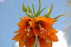 Orangeswedishflower.JPG