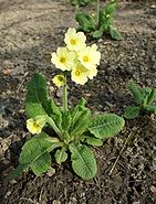 Primula denticulata.JPG