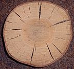 Quercus rubra crosssection.jpg