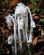 Monotropa.jpg