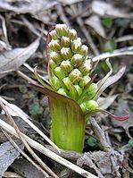 Petasites spurius.JPG