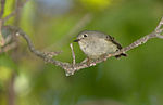 8G7D4920-RubyCrowned.jpg
