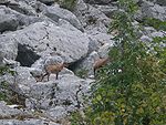 Abruzzo Chamois 2008 446.JPG