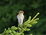 Accipiter cooperi tree.jpg