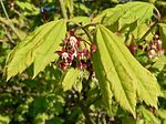 Acer circinatum 03516.JPG