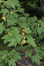 Acer glabrum 5197.JPG