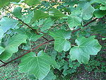 Acer opalus leaves 01 by Line1.JPG