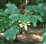 Acer pseudoplatanus 2.jpg