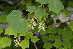 Acer tegmentosum1.jpg