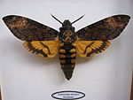 Acherontia atropos orig.jpeg