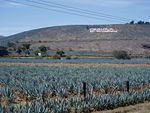 Agave fields hill.jpg