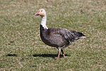 Anser caerulescens CT2.jpg