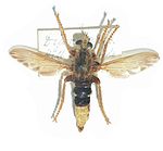 Asiluscrabroniformis.JPG