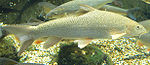 Barbel.jpg