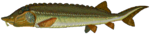 Beluga sturgeon.png