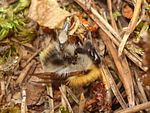Bombus schrencki 01.JPG
