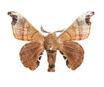Bombyx mandarina.JPG