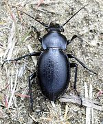 Carabus hungaricus.jpg