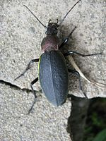 Carabus jankowskii.jpg