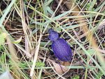 Carabus tauricus.jpg