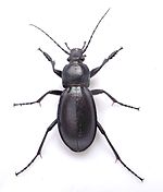 Carabus violaceus up.JPG