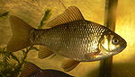 CarassiusCarassius8.JPG