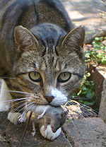 Cat and mouse.jpg