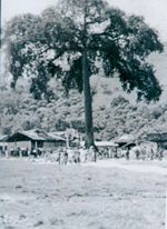 Ceiba.jpg